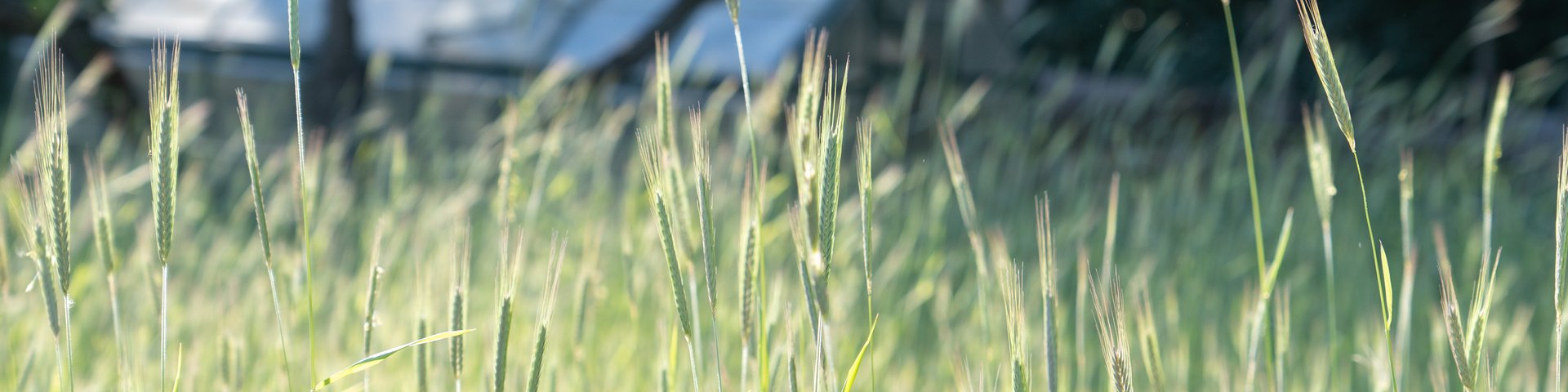 Hohes Gras mit Samenköpfen im Vordergrund, zwei unscharfe, weiße Strukturen und grüne Bäume im Hintergrund bei hellem Sonnenlicht.
